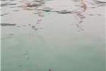 南方都市报：海豚近距离现身深圳盐田港海域嬉戏